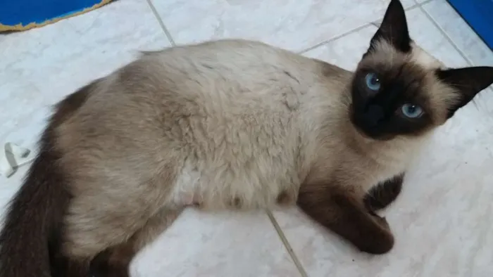 Gato ra a  idade 1 ano nome Maia