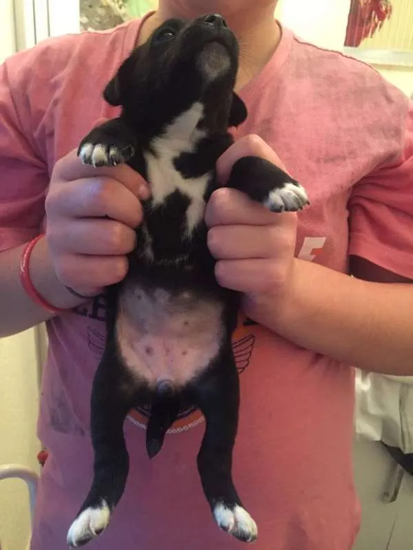 Cachorro ra a SRD idade Abaixo de 2 meses nome Fabi