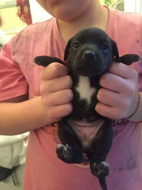 Cachorro ra a SRD idade Abaixo de 2 meses nome Fafá