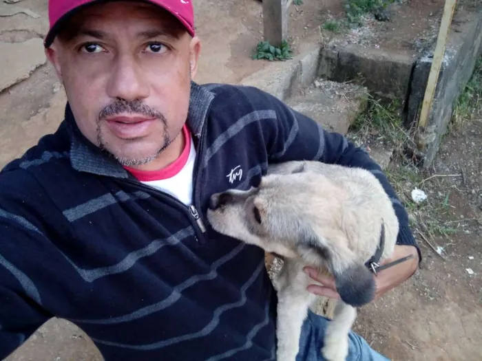 Cachorro ra a Pudo idade 1 ano nome Paçoca