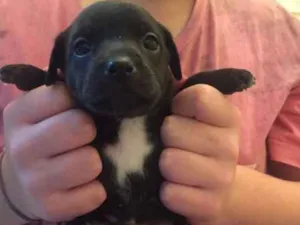Cachorro raça SRD idade Abaixo de 2 meses nome Fafá