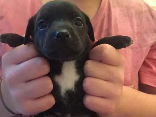 Cachorro ra a SRD idade Abaixo de 2 meses nome Fafá