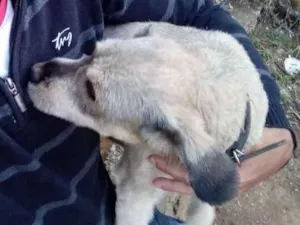 Cachorro raça Pudo idade 1 ano nome Paçoca