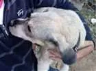 Cachorro raça Pudo idade 1 ano nome Paçoca