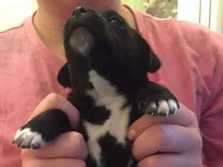 Cachorro ra a SRD idade Abaixo de 2 meses nome Fabi