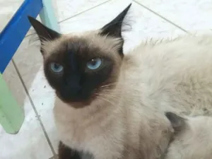 Gato raça  idade 1 ano nome Maia