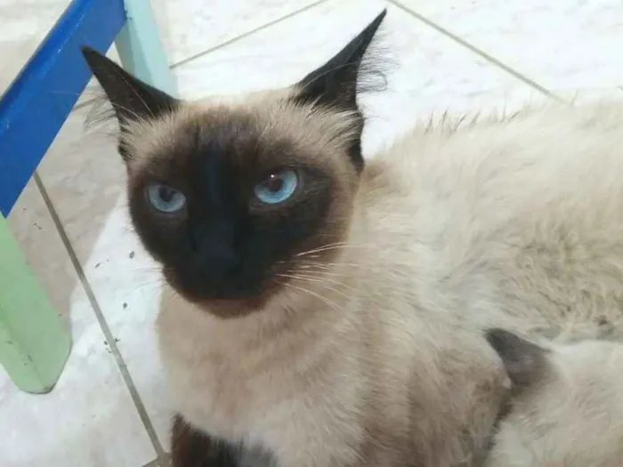 Gato ra a  idade 1 ano nome Maia