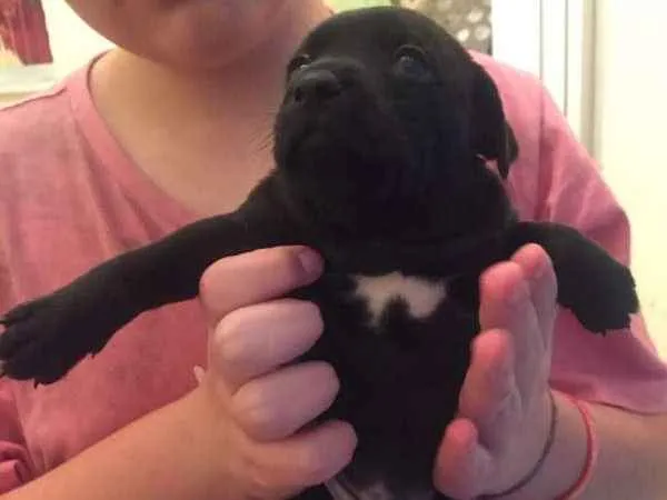 Cachorro ra a Srd idade Abaixo de 2 meses nome Amora