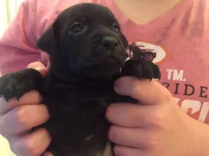 Cachorro raça Srd idade Abaixo de 2 meses nome Juan