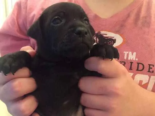 Cachorro ra a Srd idade Abaixo de 2 meses nome Juan