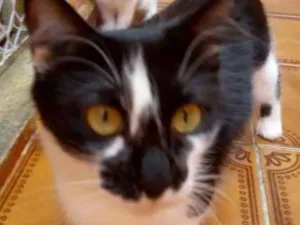 Gato raça  idade 1 ano nome Bulma