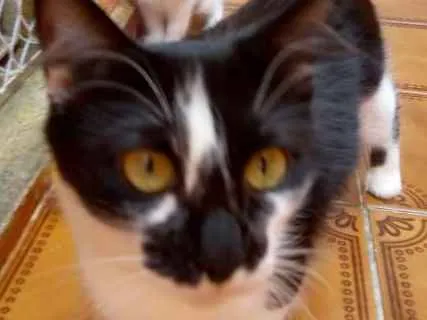 Gato ra a  idade 1 ano nome Bulma