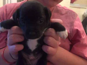 Cachorro raça srd idade Abaixo de 2 meses nome Juan Carlos