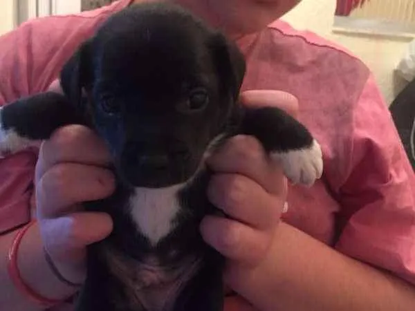 Cachorro ra a srd idade Abaixo de 2 meses nome Juan Carlos