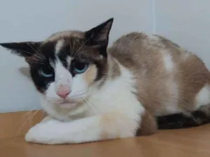 Gato raça  idade 1 ano nome Nailah Aisha
