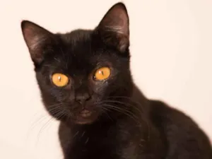 Gato raça  idade 7 a 11 meses nome Nene