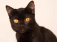 Nene