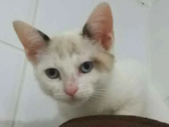 Gato ra a  idade 7 a 11 meses nome Zahra Aisha
