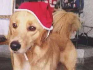 Cachorro raça Mestiço de Golden idade 5 anos nome Purê