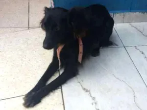Cachorro raça vira lata idade 1 ano nome Lecy 