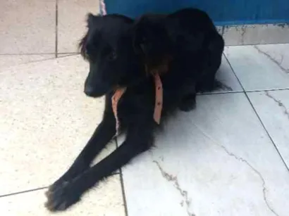 Cachorro raça vira lata idade 1 ano nome Lecy 