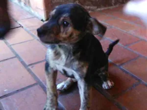 Cachorro raça Vira lata  idade 2 a 6 meses nome Sem nome