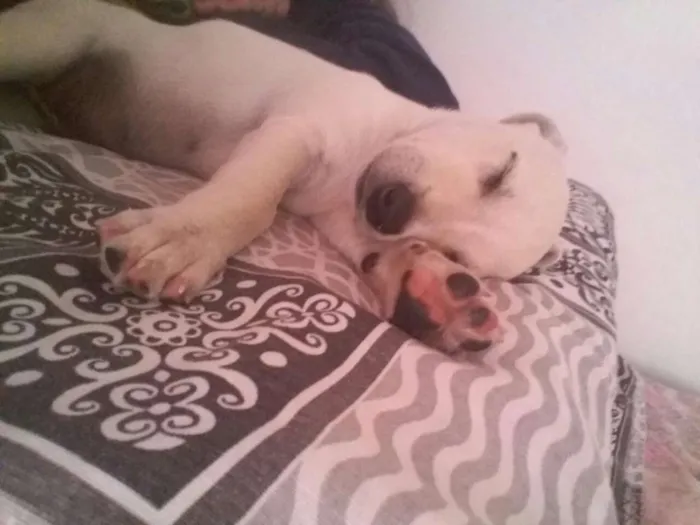 Cachorro ra a Não sei idade Abaixo de 2 meses nome Sol