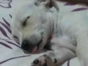 Cachorro raça Não sei idade Abaixo de 2 meses nome Sol
