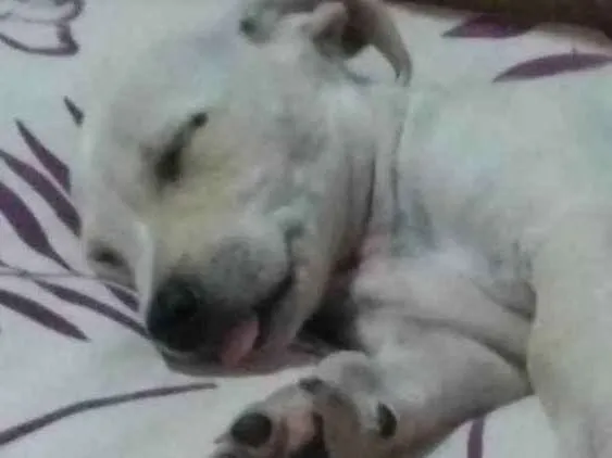 Cachorro ra a Não sei idade Abaixo de 2 meses nome Sol