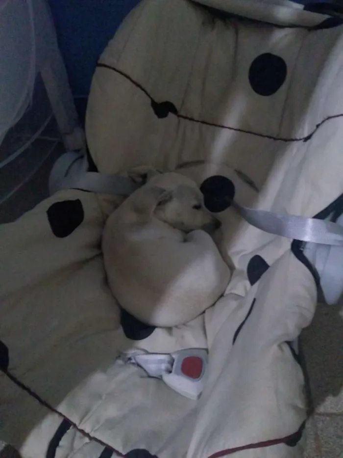 Cachorro ra a Não sei idade Abaixo de 2 meses nome Sol