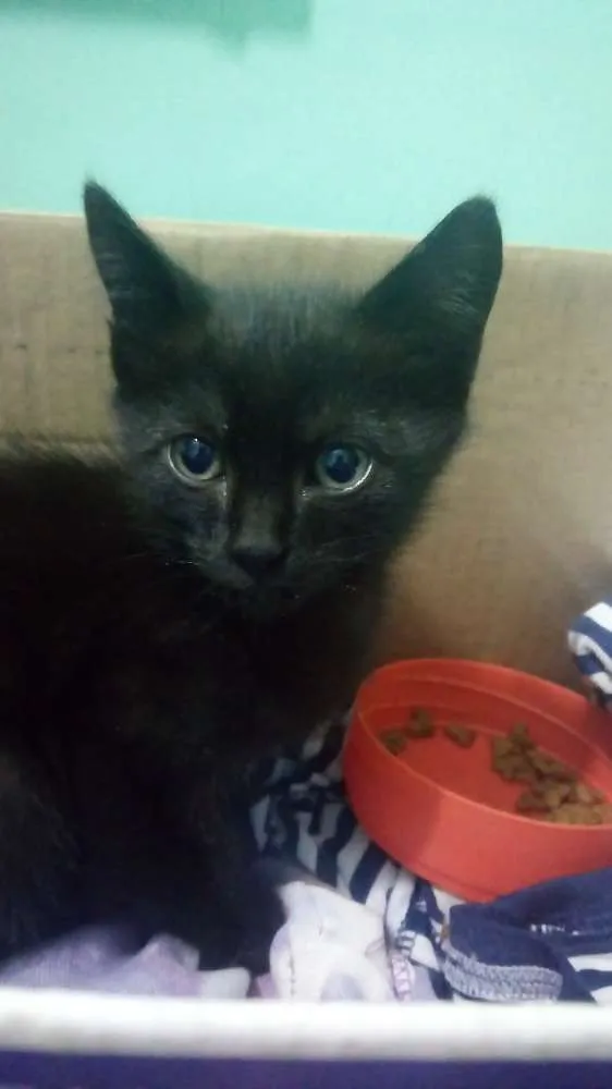 Gato ra a  idade Abaixo de 2 meses nome Sem nome 