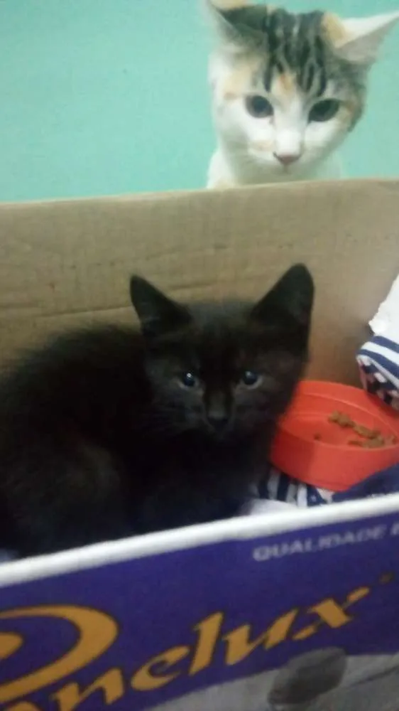 Gato ra a  idade Abaixo de 2 meses nome Sem nome 