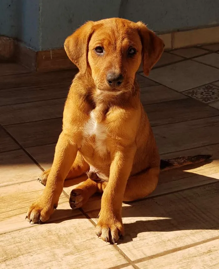 Cachorro ra a Nenhuma  idade Abaixo de 2 meses nome Dom  e Moinhos