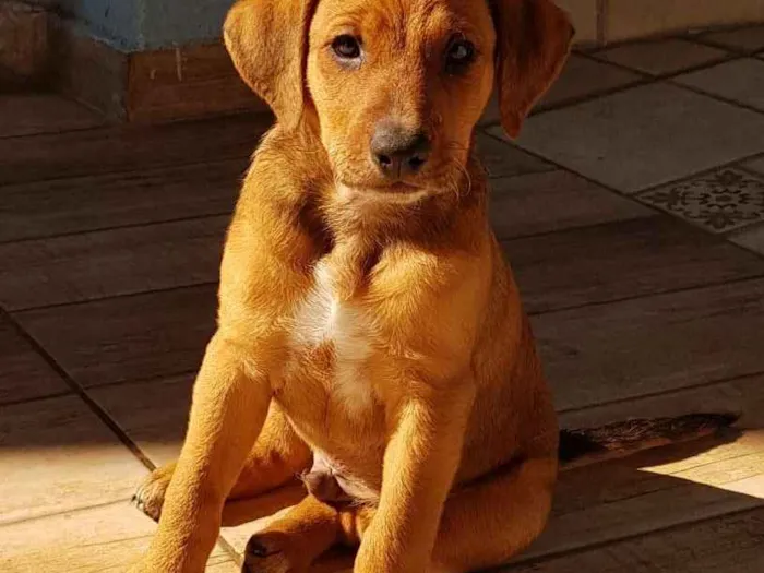 Cachorro ra a Nenhuma  idade Abaixo de 2 meses nome Dom  e Moinhos
