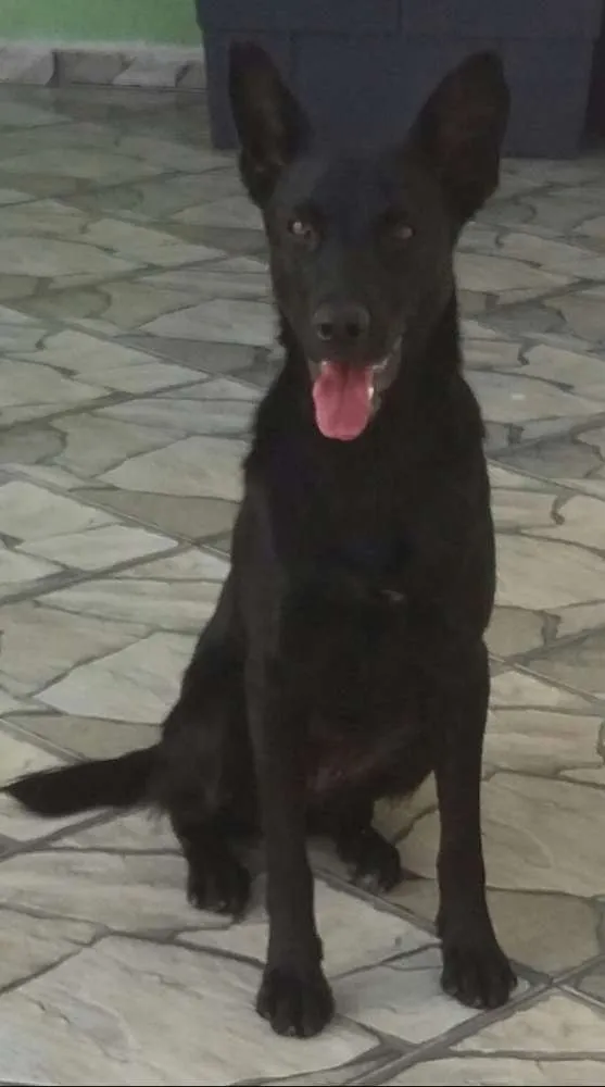Cachorro ra a Pastor  idade 7 a 11 meses nome Luma