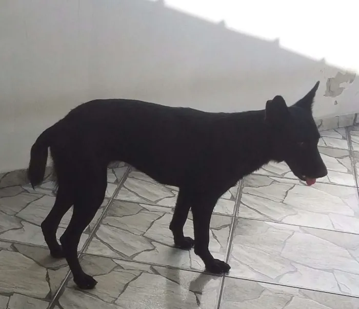 Cachorro ra a Pastor  idade 7 a 11 meses nome Luma