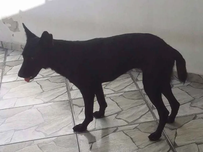 Cachorro ra a Pastor  idade 7 a 11 meses nome Luma