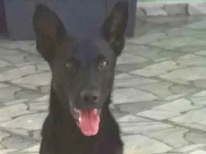 Cachorro raça Pastor  idade 7 a 11 meses nome Luma