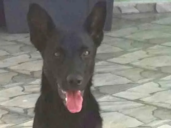 Cachorro ra a Pastor  idade 7 a 11 meses nome Luma