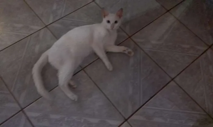 Gato ra a Indeterminada idade 2 anos nome Felícia