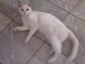 Gato raça Indeterminada idade 2 anos nome Felícia