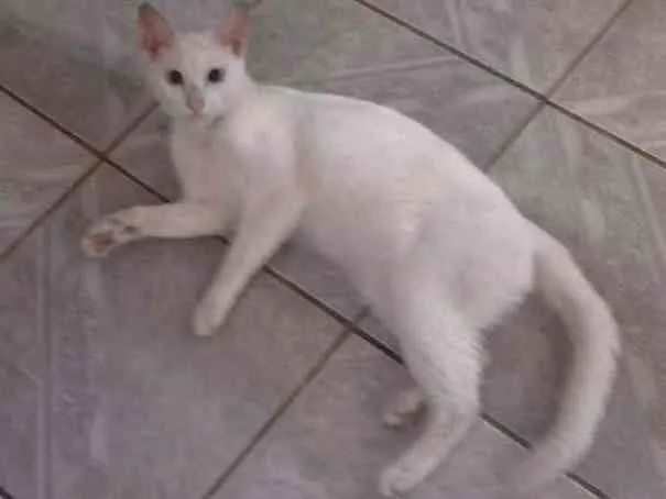 Gato ra a Indeterminada idade 2 anos nome Felícia
