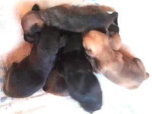 Cachorro raça srd idade Abaixo de 2 meses nome Filhotes