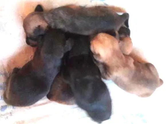 Cachorro ra a srd idade Abaixo de 2 meses nome Filhotes