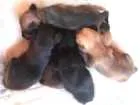 Cachorro raça srd idade Abaixo de 2 meses nome Filhotes