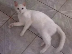Gato raça Indefinida idade 2 anos nome Felícia