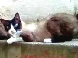 Gato raça Rnd idade 2 anos nome Babalu