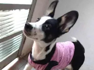 Cachorro raça Rnd idade 2 a 6 meses nome Panda 
