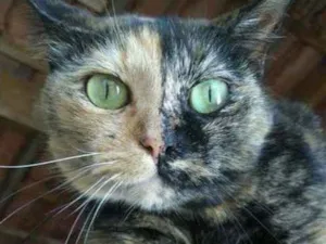 Gato raça Rnd idade 2 anos nome Analu