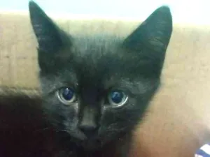 Gato raça  idade Abaixo de 2 meses nome Sem nome 